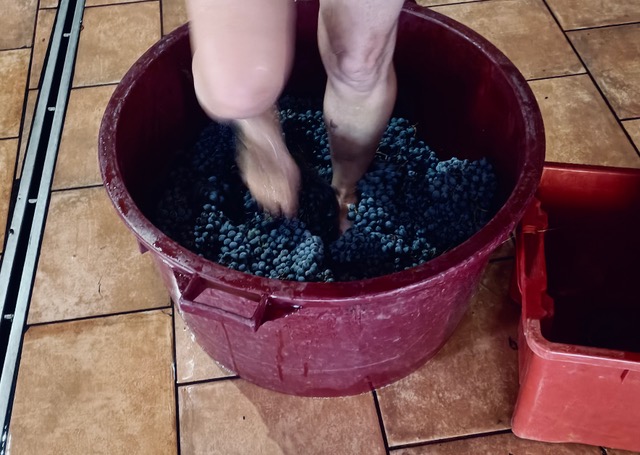 Wine stomping in miniature. Photo © Jaime Barrera